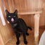 SHADOW - AVAILABLE FOR ADOPTION - PET WHISPERER RESCUE Carousel 6