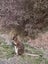 Fallow Rut & Wallaby Hunting - Hakataramea Valley Carousel 4