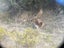 Fallow Rut & Wallaby Hunting - Hakataramea Valley Carousel 2