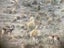 Fallow Rut & Wallaby Hunting - Hakataramea Valley Carousel 8