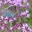 Thyme 'Purple Creeping' SEED x 30 ~ Groundcover, Rockery *HEIRLOOM* Perennial Carousel 2