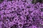 Thyme 'Purple Creeping' SEED x 30 ~ Groundcover, Rockery *HEIRLOOM* Perennial Carousel 3