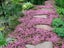 Thyme 'Purple Creeping' SEED x 30 ~ Groundcover, Rockery *HEIRLOOM* Perennial Carousel 4