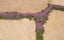 Thyme 'Purple Creeping' SEED x 30 ~ Groundcover, Rockery *HEIRLOOM* Perennial Carousel 5