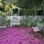 Thyme 'Purple Creeping' SEED x 30 ~ Groundcover, Rockery *HEIRLOOM* Perennial Carousel 7