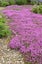 Thyme 'Purple Creeping' SEED x 30 ~ Groundcover, Rockery *HEIRLOOM* Perennial Carousel 8