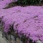 Thyme 'Purple Creeping' SEED x 30 ~ Groundcover, Rockery *HEIRLOOM* Perennial Carousel 9