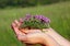 Thyme 'Purple Creeping' SEED x 30 ~ Groundcover, Rockery *HEIRLOOM* Perennial Carousel 11