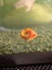 Ramshorn snails Carousel 1