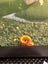 Ramshorn snails Carousel 2