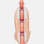 Impala Lightspeed Inline Skate - APRICOT Carousel 4