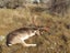 Fallow Rut & Wallaby Hunting - Hakataramea Valley Carousel 9