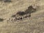 Fallow Rut & Wallaby Hunting - Hakataramea Valley Carousel 13