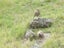 Fallow Rut & Wallaby Hunting - Hakataramea Valley Carousel 14
