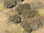 Fallow Rut & Wallaby Hunting - Hakataramea Valley Carousel 15