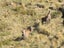 Fallow Rut & Wallaby Hunting - Hakataramea Valley Carousel 16