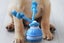 Interactive Dog Ball Toy USB Rechargeable Motion Activated Rolling Ball-Blue Carousel 3