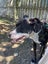 Lisa - Good with Other Dogs and Children Carousel 4