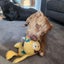 Saffi - Staffi X - BOI Animal Rescue Trust Carousel 3