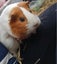 Guinea pigs ×3 Carousel 2