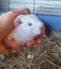 Baby Guinea Pigs, pick up Helensville Carousel 10
