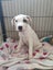 Rebel - American bulldog x - Spot Rescue Carousel 9