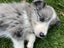 Purebred Border Collie Puppies Looking for Loving Homes Carousel 4