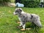 Purebred Border Collie Puppies Looking for Loving Homes Carousel 5