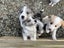 Purebred Border Collie Puppies Looking for Loving Homes Carousel 3