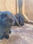 Mini Lop bunny's Carousel 2