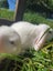 Mini Lop bunny's Carousel 3