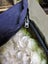 Canvas Dog Bed (NEW) Carousel 1