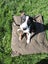 Canvas Dog Bed (NEW) Carousel 4