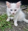 Mix ragdoll kittens Carousel 12