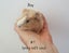 Baby Guinea Pigs, pick up Helensville Carousel 11
