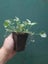 Dichondra Emerald Falls Carousel 2