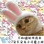 New Funny Pet Dog Cat Cap Costume Rabbit Hat New Year/Christmas Accessories Carousel 8