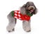Pet Cat Small Dog Christmas/Halloween Sweaters 35pcs Carousel 6