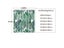Green Tropical Plants Polyester Shower Curtain With Leaf Printing For Bathroom Carousel 7