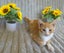 Confident & Playful Ginger Tabby Kitten – Ready for Adoption! PAWSITIVE RESCUE Carousel 1