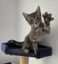 Kittens, teens & cats - Furrytails Kitten Rescue in Levin Carousel 6