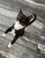 Rescue kitten Blossom Carousel 3