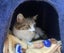 Hazel - Furrytails Kitten Rescue Carousel 1