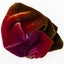 Colourstreams Colour Streams Silk / Rayon Velvet 31 Lillipilli Carousel 1