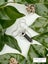 BLACK TOURMALINE PENDANT ON STERLING SILVER CHAIN Carousel 2