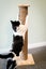 Cat Scratching Post 800mm Tall, Natural Finish Carousel 3