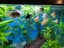 Aqua style 850 Fishtank and Stand, Complete set up. Carousel 2