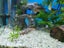 Aqua style 850 Fishtank and Stand, Complete set up. Carousel 4
