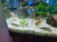 Aqua style 850 Fishtank and Stand, Complete set up. Carousel 7