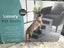 Luxurious Pet stairs with cute paw print Carousel 1